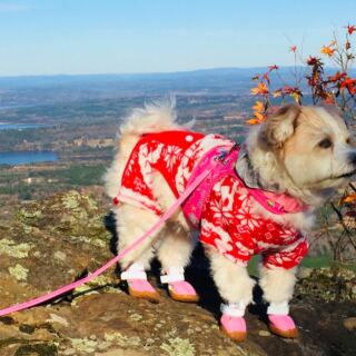 13 Dog-Friendly Arkansas Parks and Trails Pet Owners Will Love