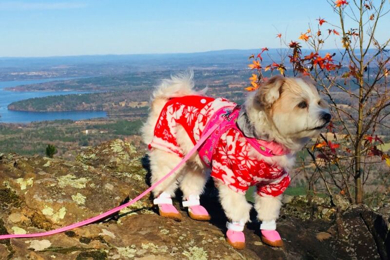 13 Dog-Friendly Arkansas Parks and Trails Pet Owners Will Love