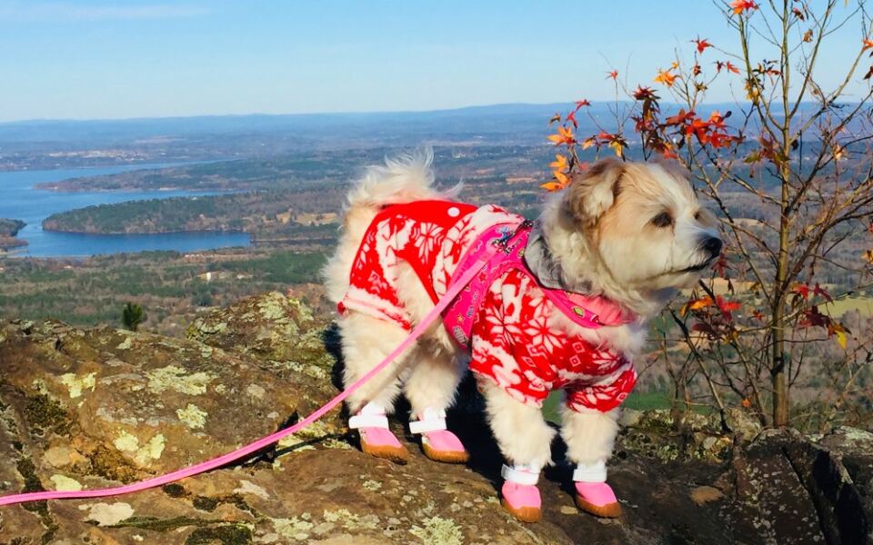 13 Dog-Friendly Arkansas Parks and Trails Pet Owners Will Love