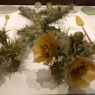 This Free Harvard Museum in Cambridge Has 4,000 Glass Flowers So Real Visitors Lean In to Check