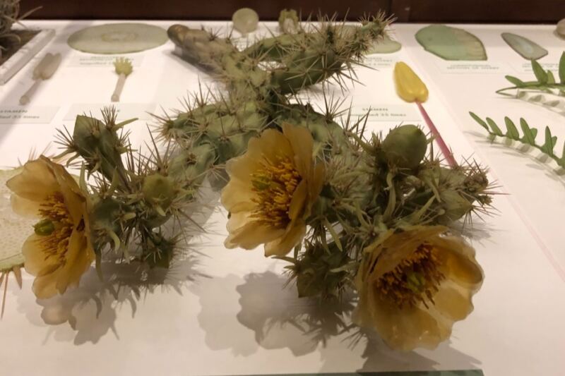 This Free Harvard Museum in Cambridge Has 4,000 Glass Flowers So Real Visitors Lean In to Check