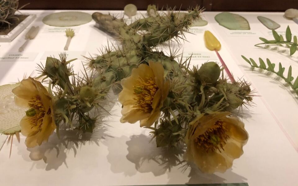 This Free Harvard Museum in Cambridge Has 4,000 Glass Flowers So Real Visitors Lean In to Check