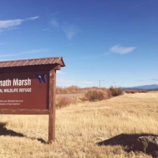 This 1.2-Mile Oregon Boardwalk Trail Packs In 47 Bird Species If You Go at Dawn
