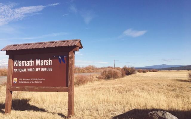 This 1.2-Mile Oregon Boardwalk Trail Packs In 47 Bird Species If You Go at Dawn
