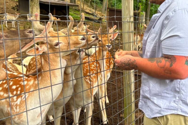 This Long-Running Deer Park Lets Visitors Feed Friendly Animals Up Close