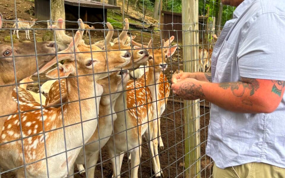 This Long-Running Deer Park Lets Visitors Feed Friendly Animals Up Close