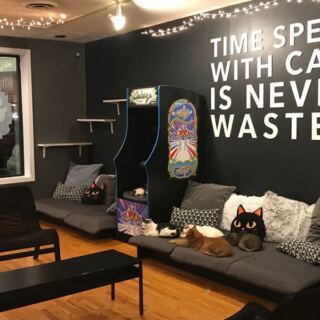This Illinois Cat Café Lets You Sip Coffee While Meeting Adoptable Cats Who Want To Go Home With You