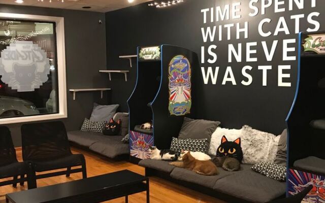 This Illinois Cat Café Lets You Sip Coffee While Meeting Adoptable Cats Who Want To Go Home With You