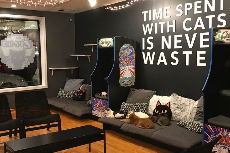 This Illinois Cat Café Lets You Sip Coffee While Meeting Adoptable Cats Who Want To Go Home With You