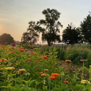 12 Illinois Flower Farms Where You Wander Rows Of Color And Cut Your Own Blooms