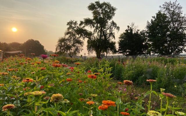 12 Illinois Flower Farms Where You Wander Rows Of Color And Cut Your Own Blooms