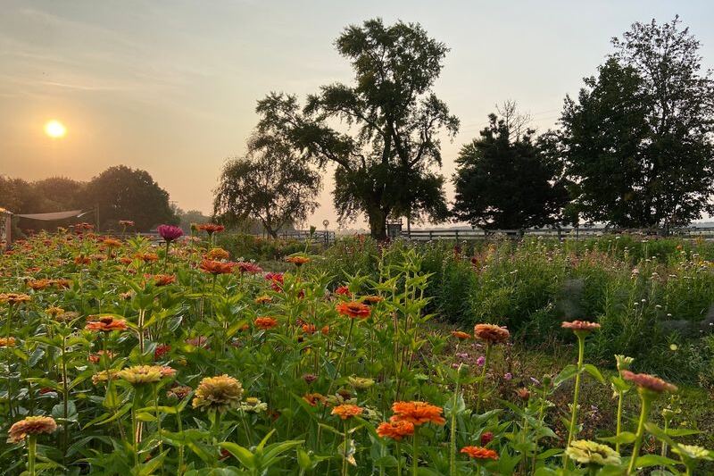 12 Illinois Flower Farms Where You Wander Rows Of Color And Cut Your Own Blooms