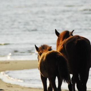 Climb 220 Lighthouse Steps and Chase Wild Horses in One Wild North Carolina Beach Day