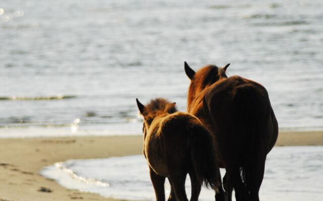 Climb 220 Lighthouse Steps and Chase Wild Horses in One Wild North Carolina Beach Day