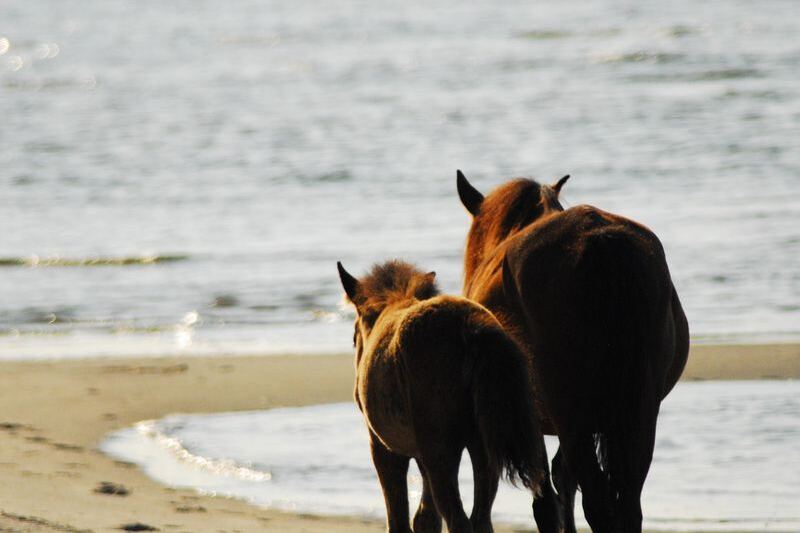 Climb 220 Lighthouse Steps and Chase Wild Horses in One Wild North Carolina Beach Day