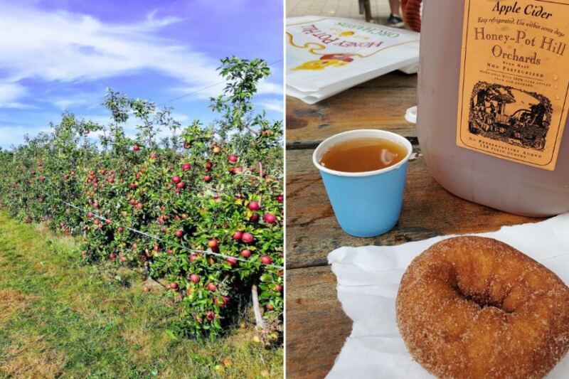 12 Massachusetts Orchards Where You Pick Your Own Apples And Head Home With Warm Cider Donuts