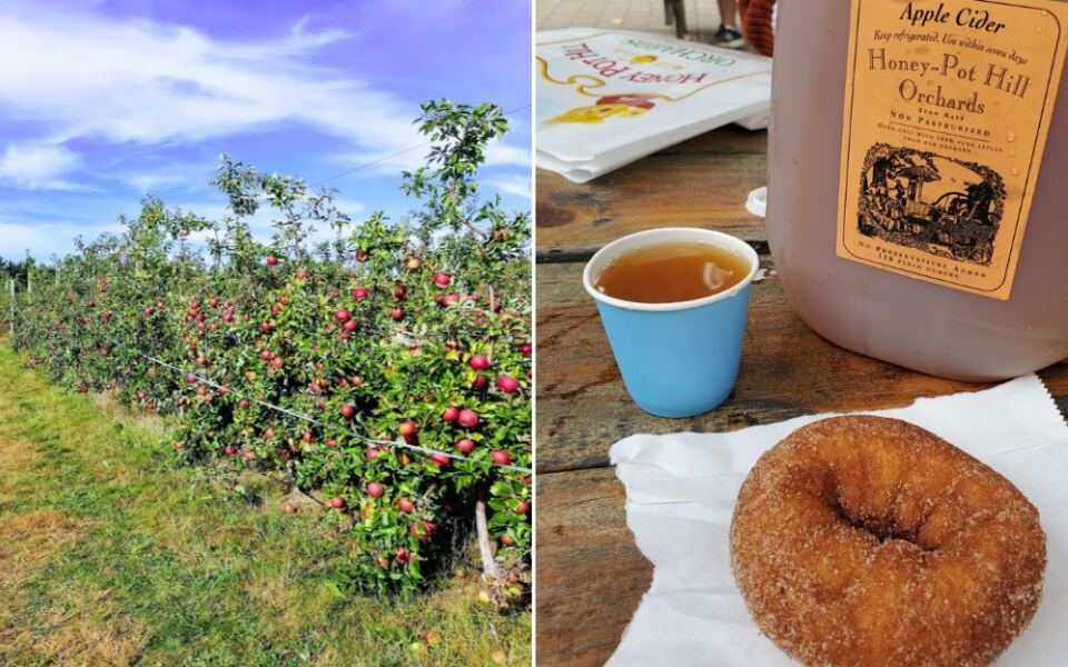 12 Massachusetts Orchards Where You Pick Your Own Apples And Head Home With Warm Cider Donuts