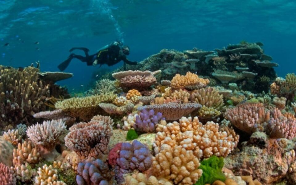 15 of the World’s Best Places to Go Scuba Diving
