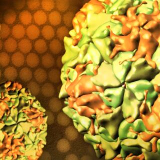 15 of the Deadliest Diseases Humanity Has Ever Faced