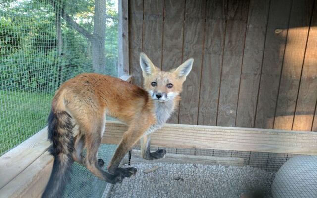 Almost No One Realizes This Longtime Illinois Rescue Nurses Orphaned Wildlife Back To The Wild