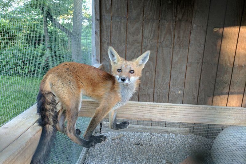 Almost No One Realizes This Longtime Illinois Rescue Nurses Orphaned Wildlife Back To The Wild