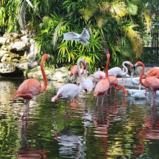You Can Hand-Feed Flamingos Across 60 Acres of Wild Florida at This Davie Sanctuary