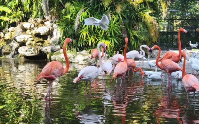 You Can Hand-Feed Flamingos Across 60 Acres of Wild Florida at This Davie Sanctuary