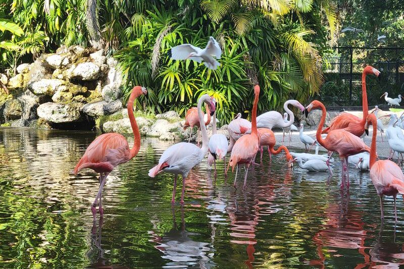 You Can Hand-Feed Flamingos Across 60 Acres of Wild Florida at This Davie Sanctuary