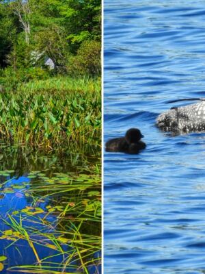 This Small New Hampshire State Park Is Quiet, Scenic, and Perfect for Escaping the Crowds