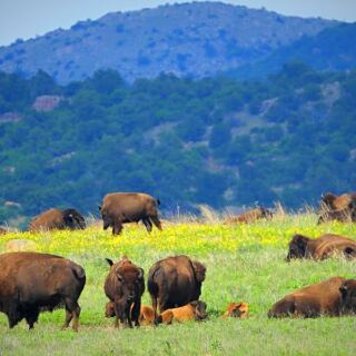 Free-Roaming Longhorns, Bison, and Prairie Dogs Wander the Granite Peaks of the Wichita Mountains Wildlife Refuge near Lawton, Oklahoma