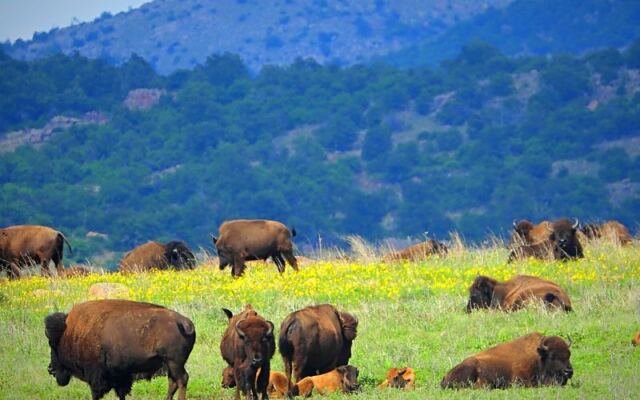 Free-Roaming Longhorns, Bison, and Prairie Dogs Wander the Granite Peaks of the Wichita Mountains Wildlife Refuge near Lawton, Oklahoma