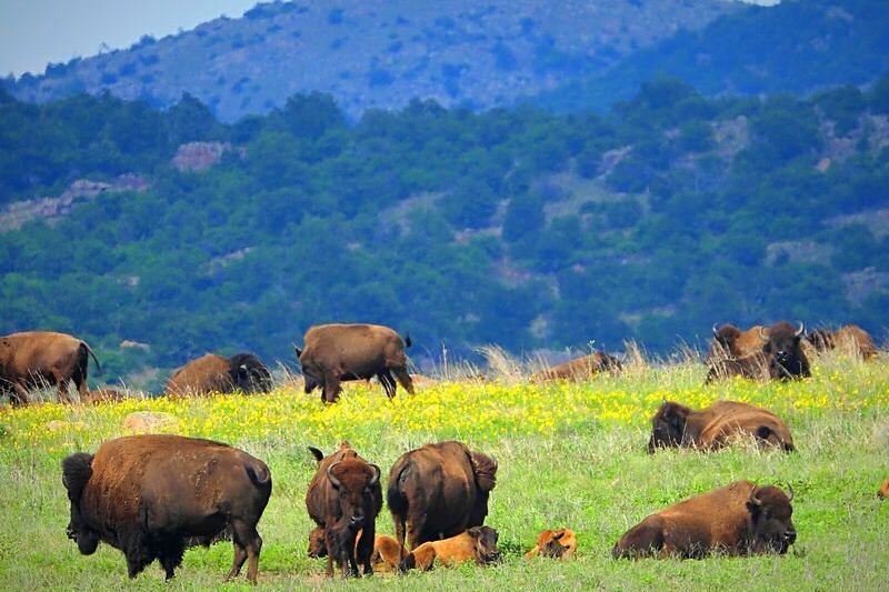 Free-Roaming Longhorns, Bison, and Prairie Dogs Wander the Granite Peaks of the Wichita Mountains Wildlife Refuge near Lawton, Oklahoma