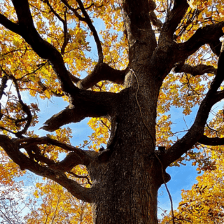 This Rare Oklahoma Forest Shelters Oaks That Have Stood for 500 Years