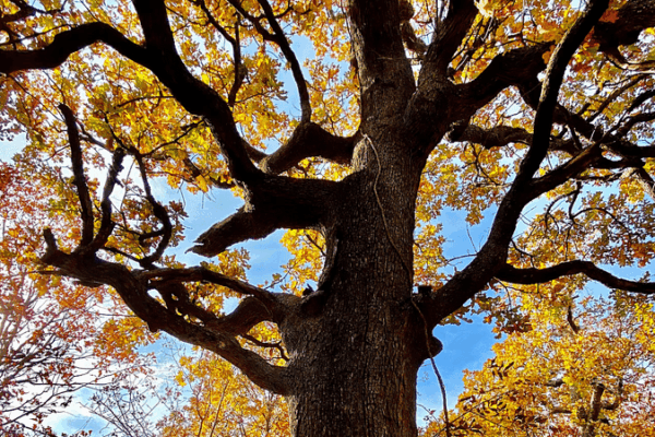 This Rare Oklahoma Forest Shelters Oaks That Have Stood for 500 Years