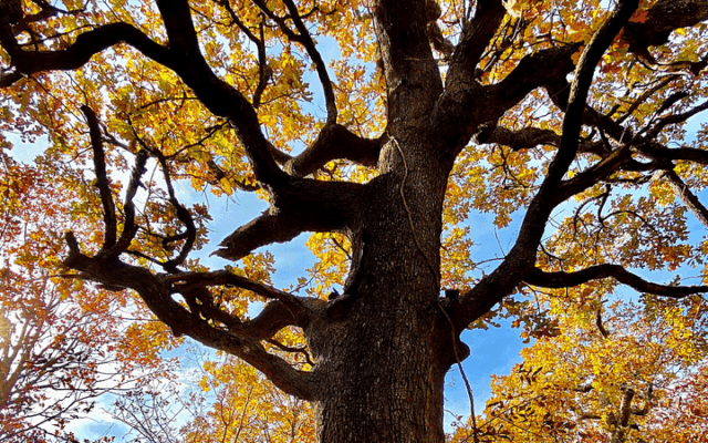 This Rare Oklahoma Forest Shelters Oaks That Have Stood for 500 Years