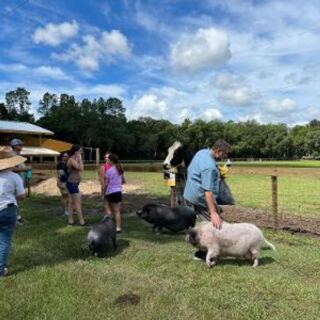 Highland Cows and Rescued Farm Animals Roam This Gentle Florida Sanctuary Open to Visitors