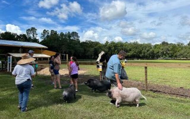 Highland Cows and Rescued Farm Animals Roam This Gentle Florida Sanctuary Open to Visitors