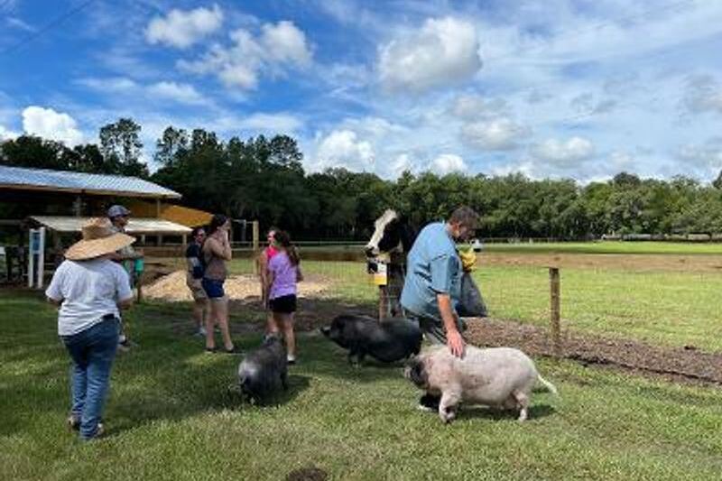Highland Cows and Rescued Farm Animals Roam This Gentle Florida Sanctuary Open to Visitors