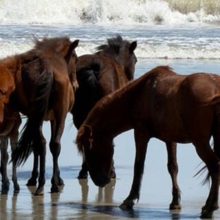 North Carolina’s 4WD Beach Corridor North of Corolla Serves Up Salt Air, Wild Horses, and a Quieter Kind of Coastal Drive