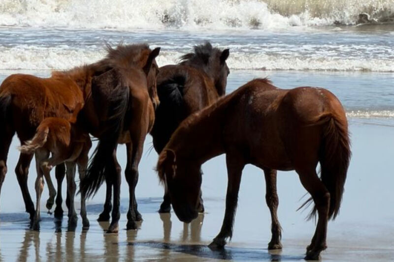 North Carolina’s 4WD Beach Corridor North of Corolla Serves Up Salt Air, Wild Horses, and a Quieter Kind of Coastal Drive