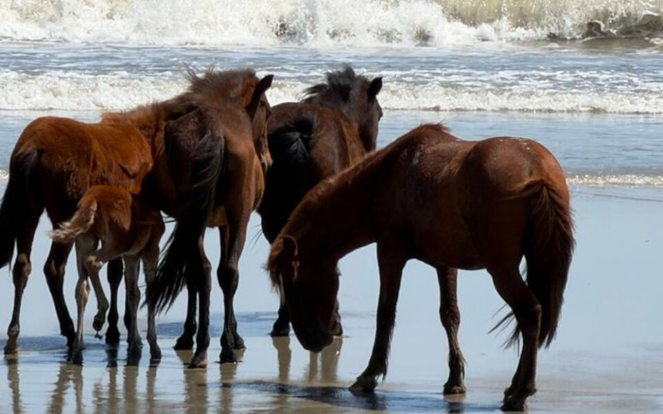 North Carolina’s 4WD Beach Corridor North of Corolla Serves Up Salt Air, Wild Horses, and a Quieter Kind of Coastal Drive