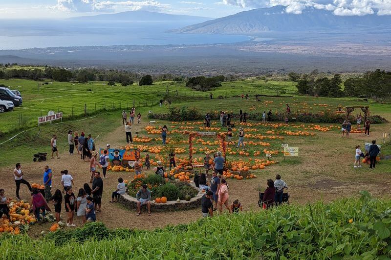 This Family-Run Hawaii Farm Stand Draws Food Lovers For Kula Strawberries, Fresh-Baked Banana Bread, And Ocean-View Picnics