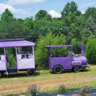 This North Carolina Lavender Farm Pairs Purple-Blooming Fields With Festivals and Friendly Farm Animals