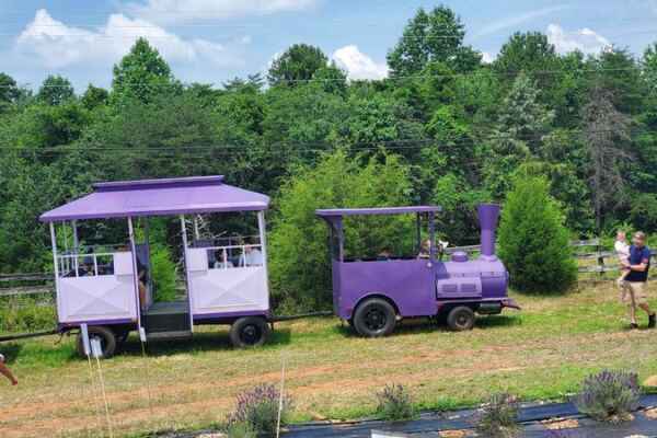 This North Carolina Lavender Farm Pairs Purple-Blooming Fields With Festivals and Friendly Farm Animals