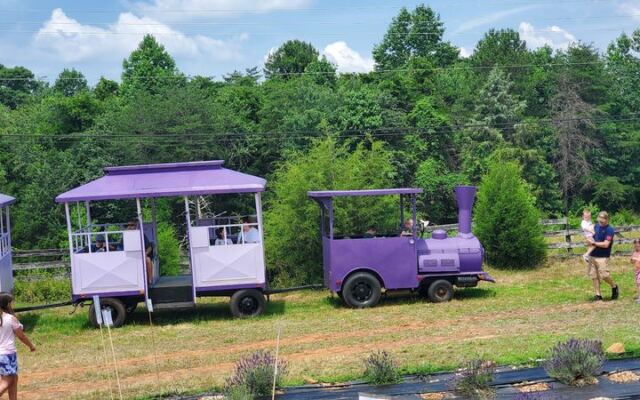 This North Carolina Lavender Farm Pairs Purple-Blooming Fields With Festivals and Friendly Farm Animals