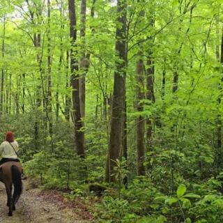 This North Carolina Horseback Ride Ends At A Smoky Mountain Waterfall You’d Never Reach On Foot