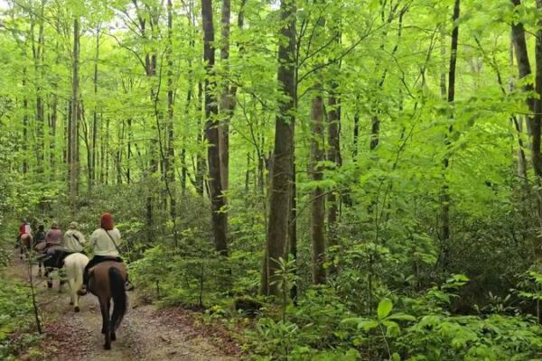 This North Carolina Horseback Ride Ends At A Smoky Mountain Waterfall You’d Never Reach On Foot