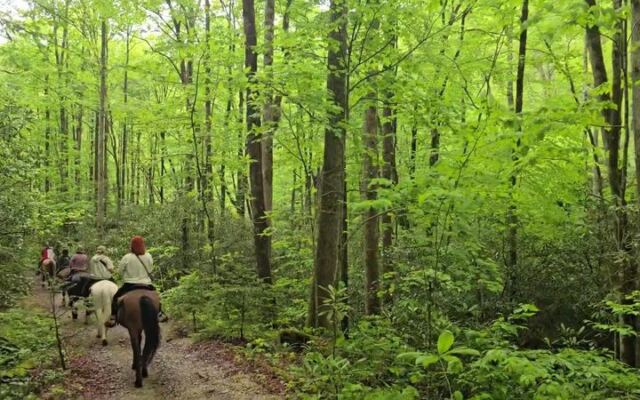 This North Carolina Horseback Ride Ends At A Smoky Mountain Waterfall You’d Never Reach On Foot