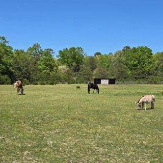 On 43 New Jersey Acres, Rescued Farm Animals Spend Their Days Roaming Free