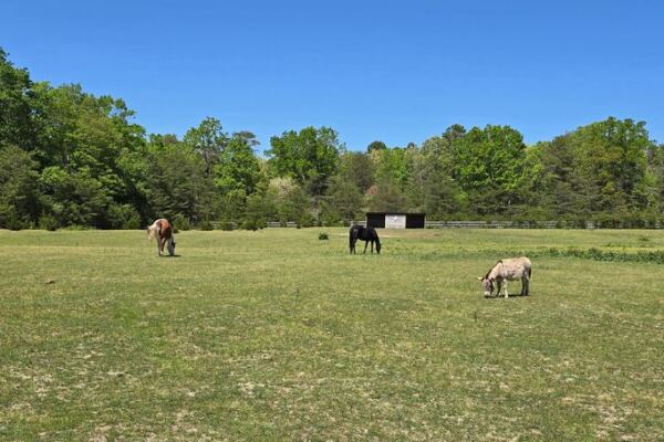 On 43 New Jersey Acres, Rescued Farm Animals Spend Their Days Roaming Free